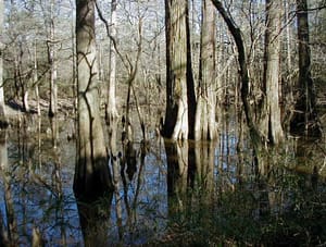 Properties With Wetlands